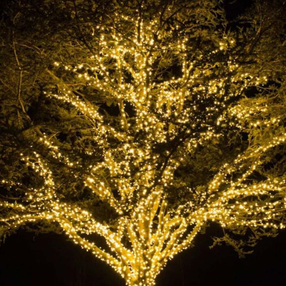 Ideas de iluminación de árboles durante todo el año
